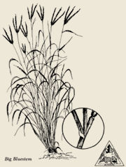 image of prairie grass
